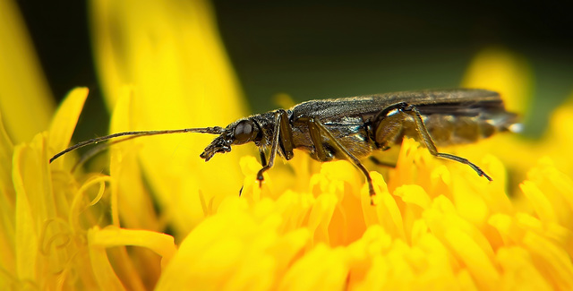 Der Grüne Scheinbockkäfer (Oedemera nobilis) hat sich am Löwenzahn umgeschaut :))  The green longhorned beetle (Oedemera nobilis) was looking around at the dandelions :))  Le longicorne vert (Oedemera