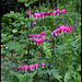 Dicentra