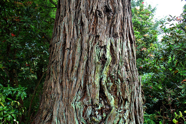 Red wood tree