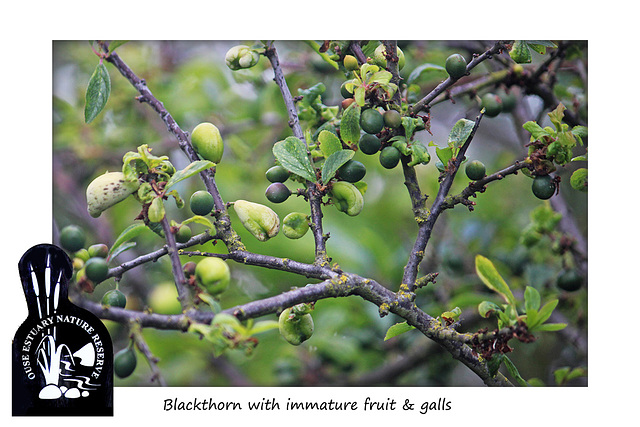 Blackthorn - Ouse Estuary Nature Reserve - Denton - Sussex - 15.6.2015