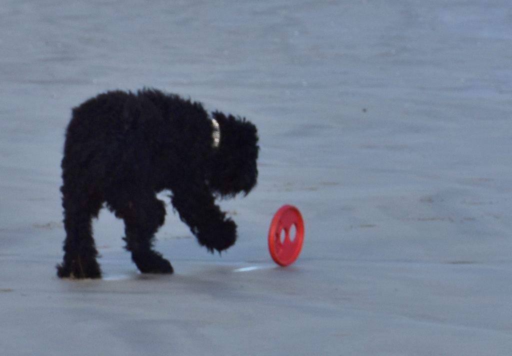 our doggies at the beach