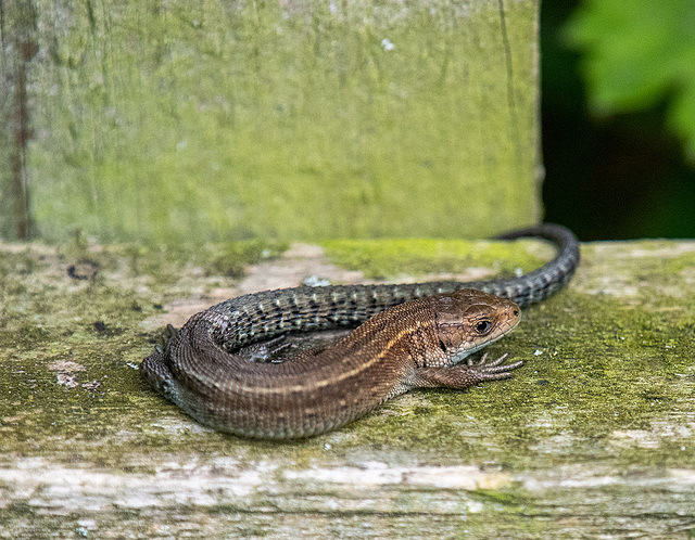 Young common lizard