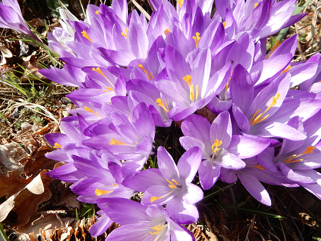 Frühlingsbote KROKUS