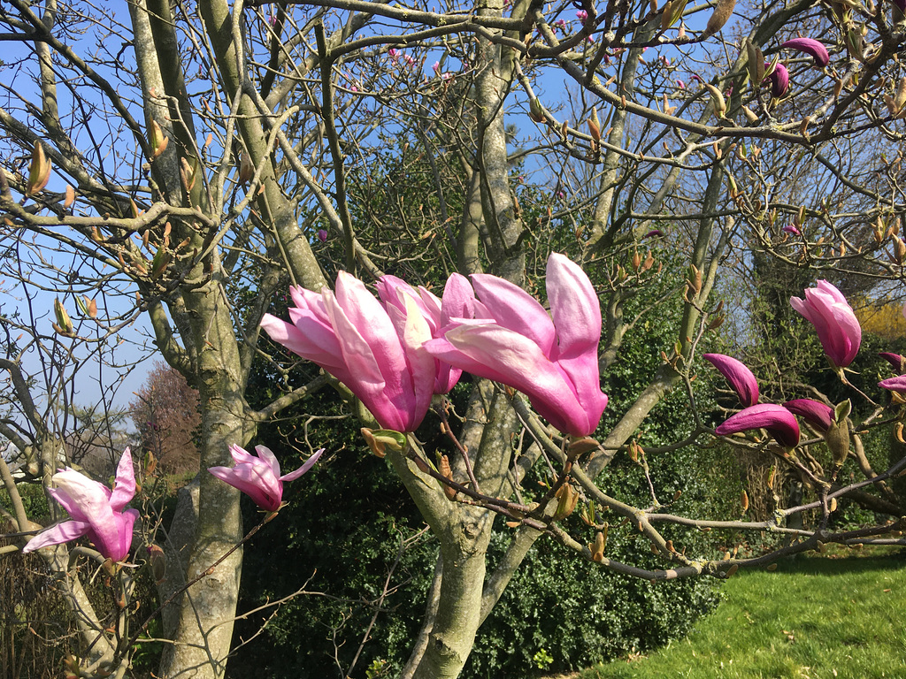 Magnolia