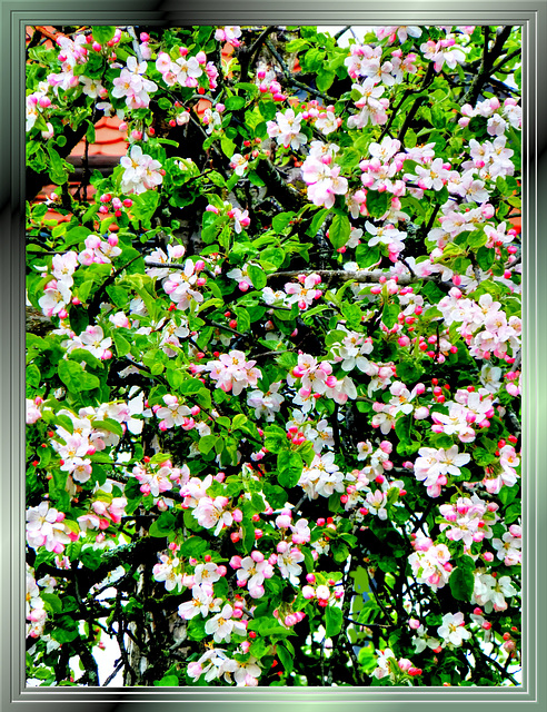 Apple blossoms. ©UdoSm