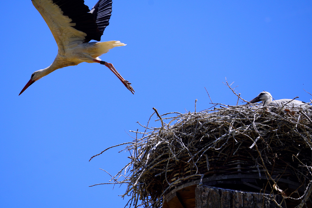 Storchenflug #4