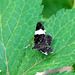 White Striped Black Moth ~ Trichodezia albovitatta