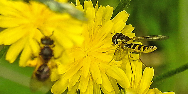 20230627 1381CPw [D~LIP] Kleinköpfiger Pippau (Crepis capillaris), Wildbiene, Langbauch-Schebfliege [w], Bad Salzuflen