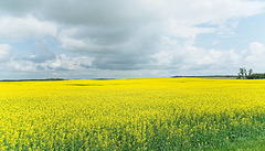 ripening canola