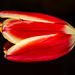 2024-05: rot (4)