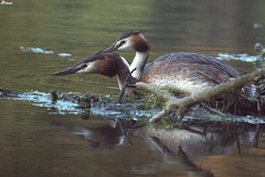 Madame et Monsieur n'en font qu'un