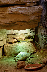 Lézard ocellé et tortue d'Hermann