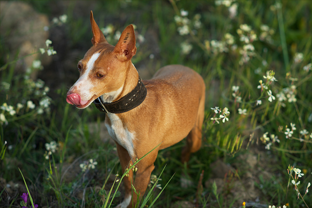 Estrelinha