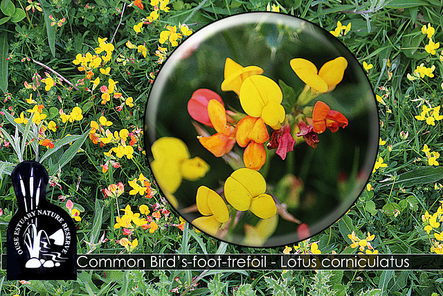 Common Bird's foot trefoil - Ouse Estuary Nature Reserve - Denton - Sussex - 15.6.2015