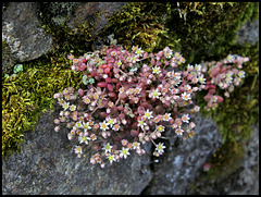 Sedum dasyphyllum (2)