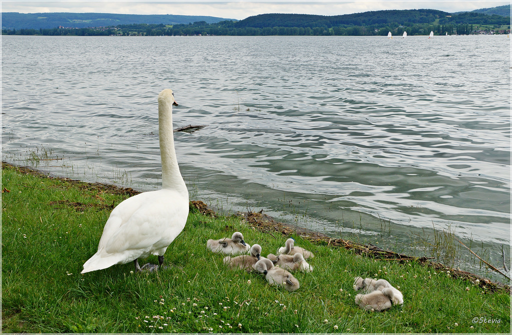 Sehnsucht danach, eine ruhige Runde im See zu schwimmen!? ;-)