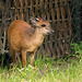 Red forest Duiker