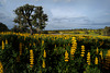 Lupinus luteus, tremoceiro-amarelo