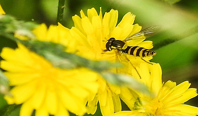 20230627 1385CPw [D~LIP] Kleinköpfiger Pippau (Crepis capillaris), Langbauch-Schwebfliege (Sphaerophoria scripta) [Stiftschwebfliege] [w], Bad Salzuflen