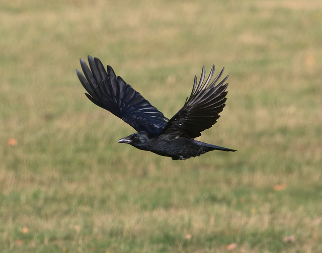 EF7A5300-CR2 DxO DeepPRIME -1Crowv3