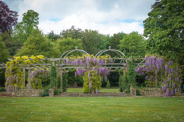 Wisteria-2