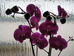 26/365 - Fensterbild /Orchidee vor Riffelglas