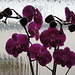 26/365 - Fensterbild /Orchidee vor Riffelglas