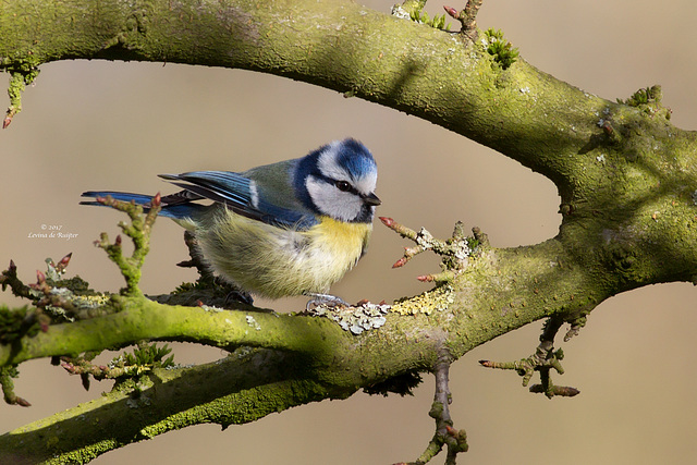 Blue Tit / Pimpelmees (Cyanistes caeruleus)