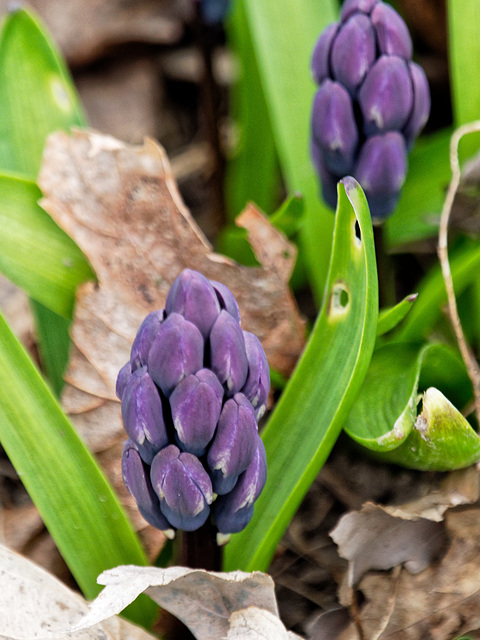 A Grey Day, with Hyacinths