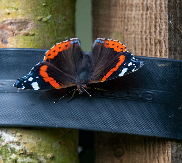 Red admiral butterfly