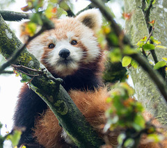 Red panda (1)