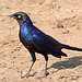 Ruppell's long tailed starling