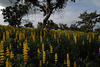 Lupinus luteus, Fabaceae, tremoceiro-amarelo