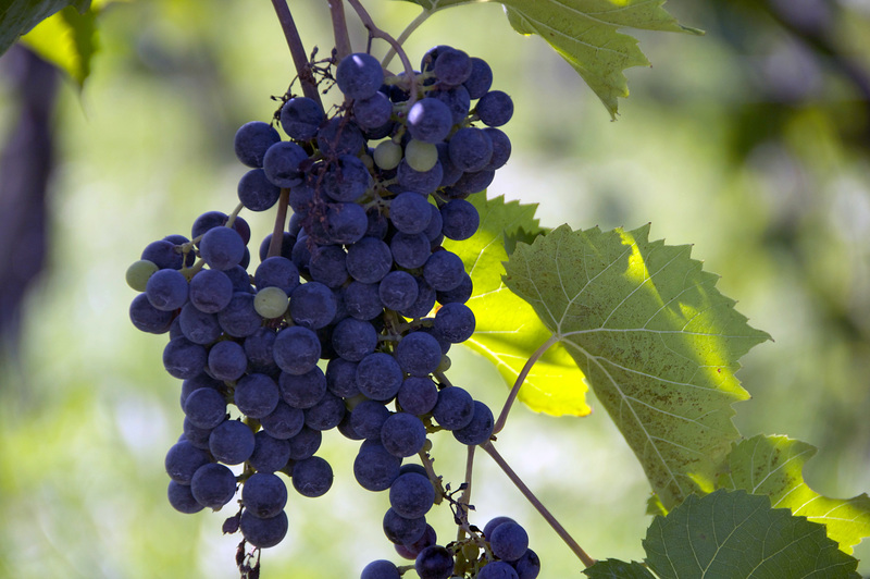 Concord grapes