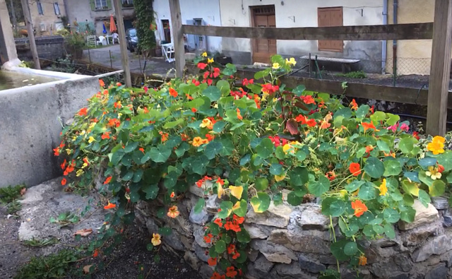 Un 8 octobre , toujours en fleurs!!!