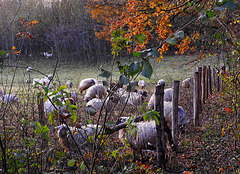 Sheep  -HFF-for everyone -6-dec -2024