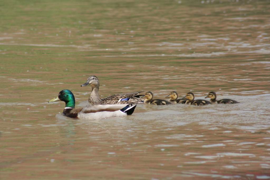 promenade en famille