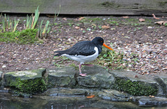 20160303 0226VRA w[D~BI] Austernfischer (Haematopus ostralegus), Tierpark Olderdissen, Bielefeld