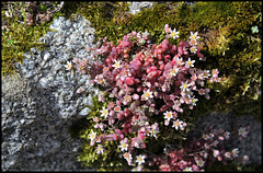 Sedum dasyphyllum