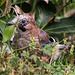 20160717 2045VRTw [D~LIP] Eichelhäher (Garrulus glandarius), Bad Salzuflen