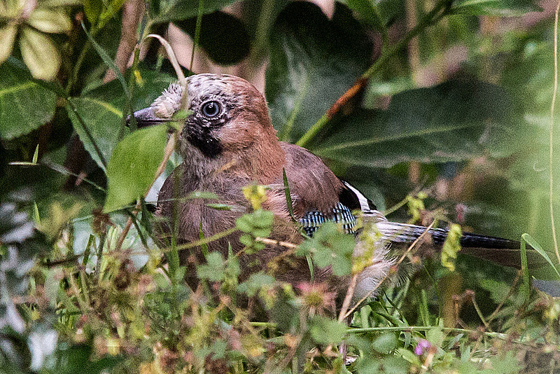 20160717 2045VRTw [D~LIP] Eichelhäher (Garrulus glandarius), Bad Salzuflen