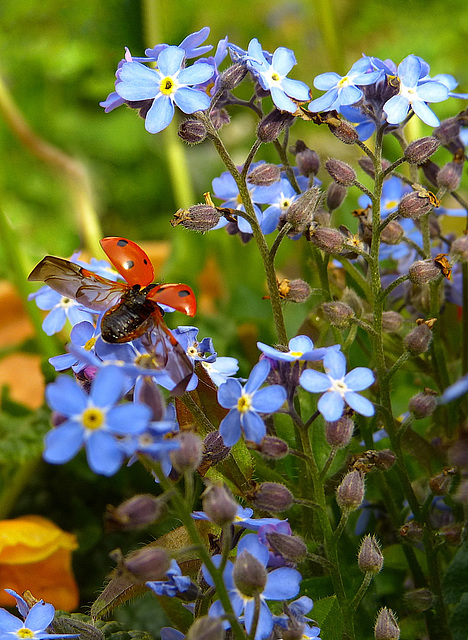 Flieg, Käfer, flieg...