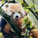 Red panda (2)