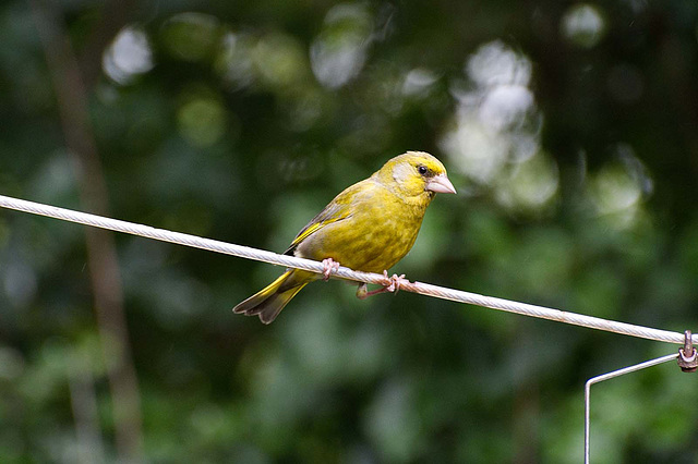 Greenfinch