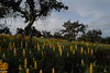 Lupinus luteus, tremoceiro-amarelo