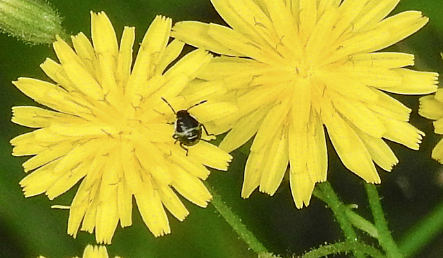 20230627 1393CPw [D~LIP] Kleinköpfiger Pippau (Crepis capillaris), Insekt, Bad Salzuflen