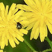 20230627 1393CPw [D~LIP] Kleinköpfiger Pippau (Crepis capillaris), Insekt, Bad Salzuflen