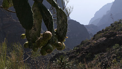 tenerife (4)