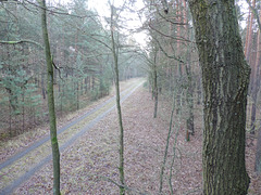 Waldweg in Richtung Kummersdorf Ortr