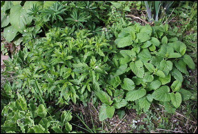 feuillages de plantes d'amis